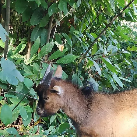 Semesterpark Dobau Village