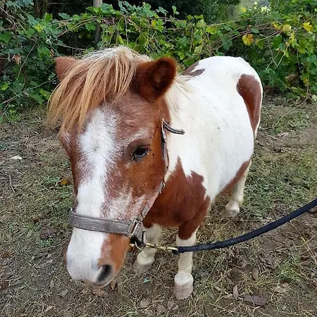 Dobau Village 假日公园