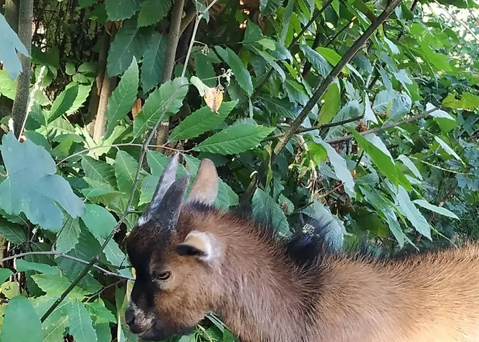 ホリデーパーク Dobau Village