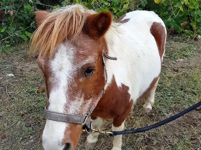 Dobau Village Village de vacances